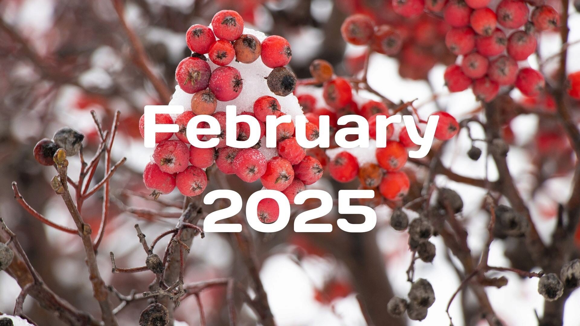 2025 February